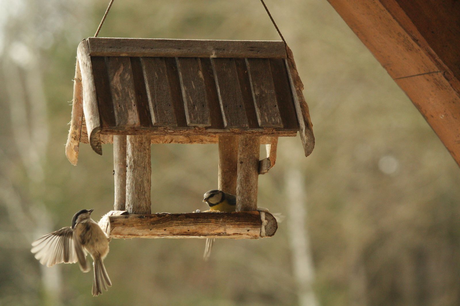 Nectar, Seed, or Window: How to Choose a Bird Feeder for Your Yard