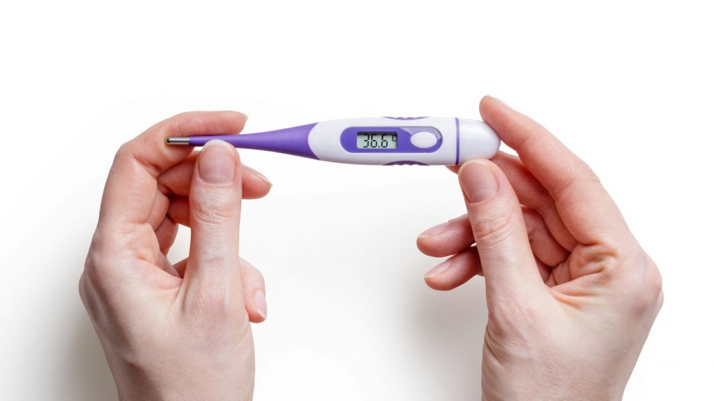 Two hands holding a purple and white flexible-tip digital thermometer
