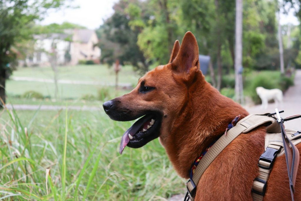 Brown dog in a tan harness standing in a grassy park