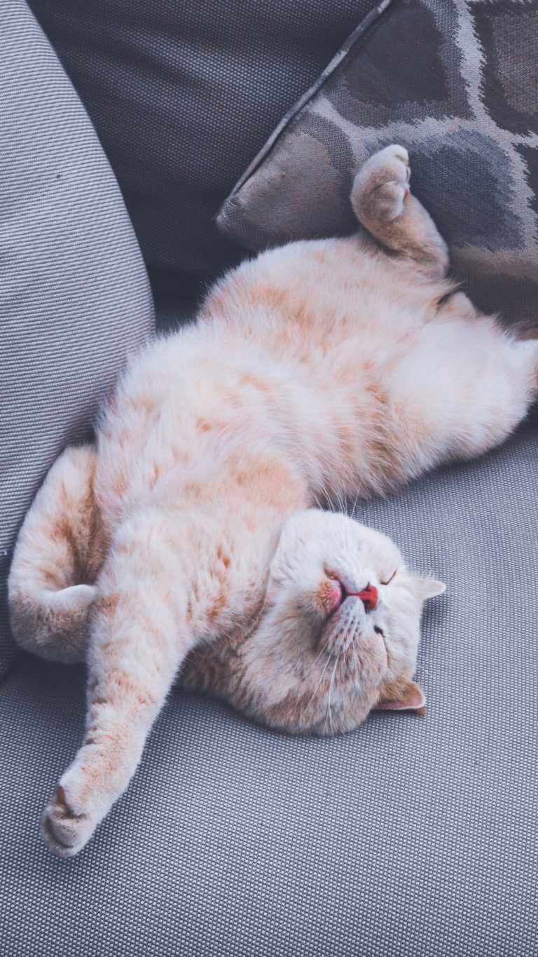Getting Pet Hair Off Couches, Car Seats, and Rugs: Rollers, Brushes, and Rakes