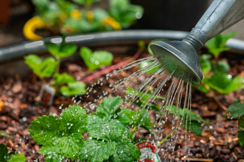 Metal watering can pouring water over young strawberry plants