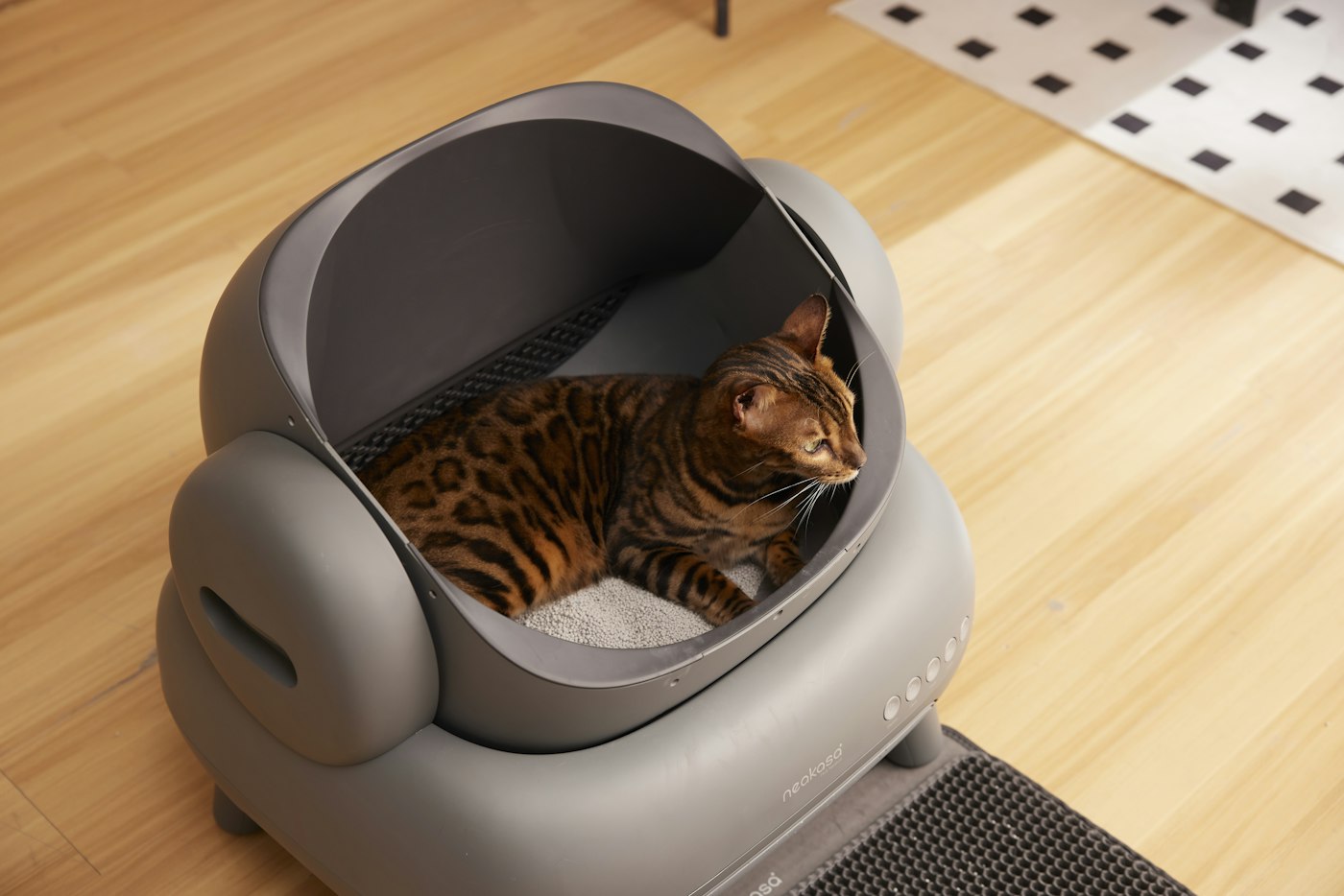 A Litter Box Your Cat Will Actually Use: Size, Style, and Setup