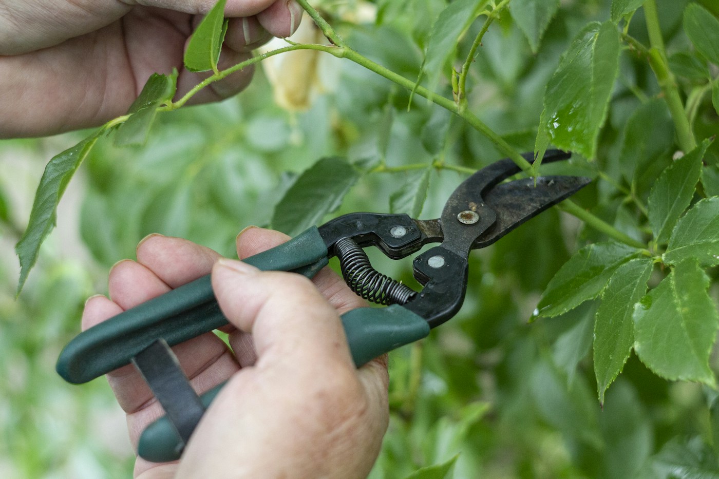 Pruning Shears: Bypass vs. Anvil, Ratchet Pruners, and How to Keep Blades Sharp