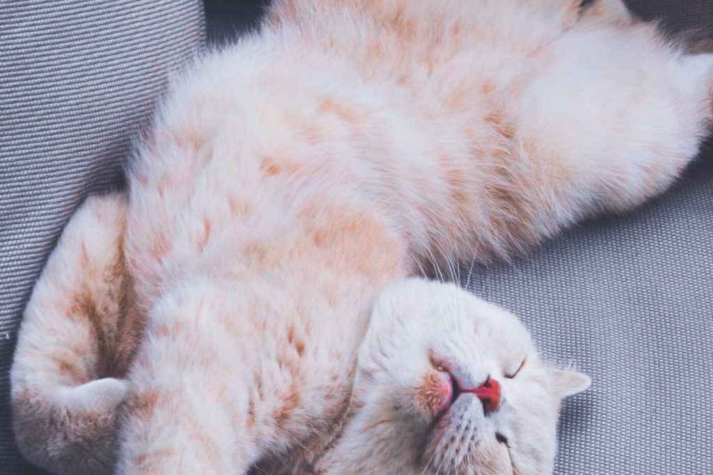 An orange and white cat sleeping on its back on a gray sofa