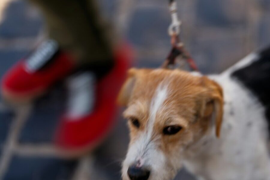A dog walking on a leash beside its owner