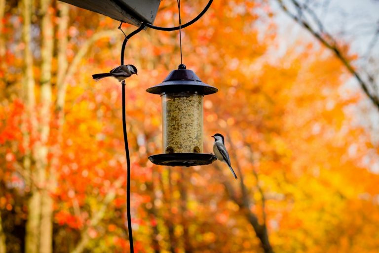 Choosing a Bird Feeder: Tube, Hopper, Platform, and Squirrel-Resistant Designs