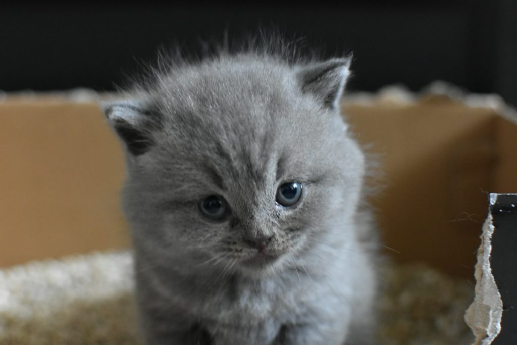 A small gray kitten sitting in a cardboard box lined with litter