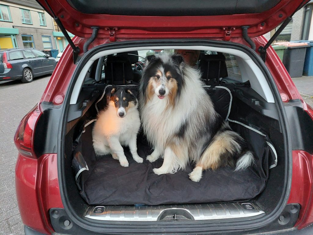 Two dogs sitting on a dark cover in the open cargo area of a red car