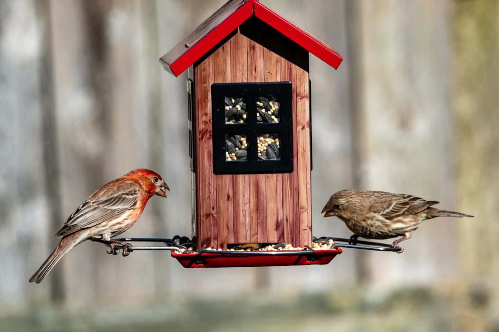 Two finches perched on a red wooden hopper bird feeder