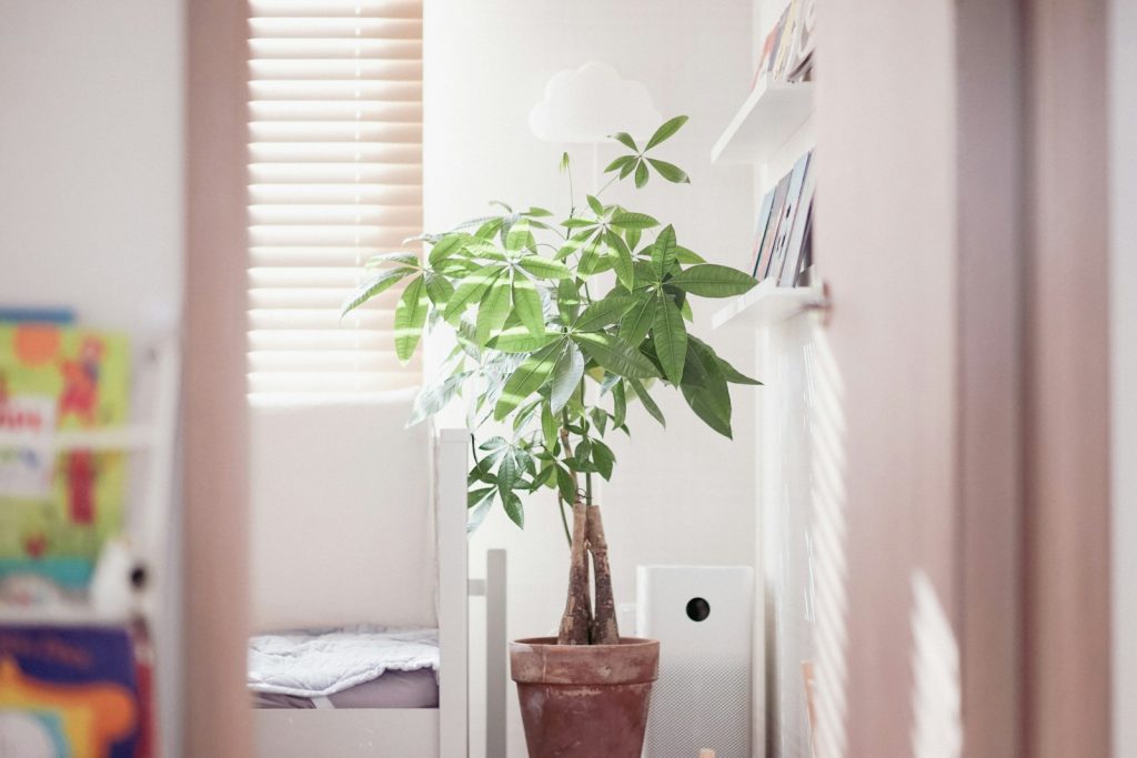 Bright room with a potted plant and a small air purifier near a window