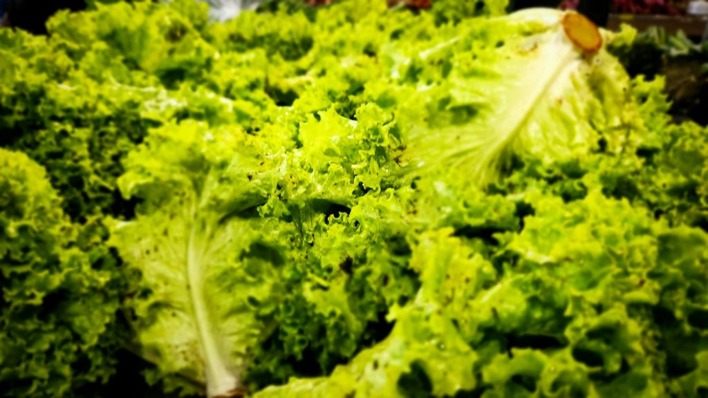 A close-up of crisp, fresh green lettuce leaves