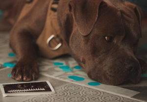 Top Online Mediums & Psychic Sites to Find a Pet Psychic