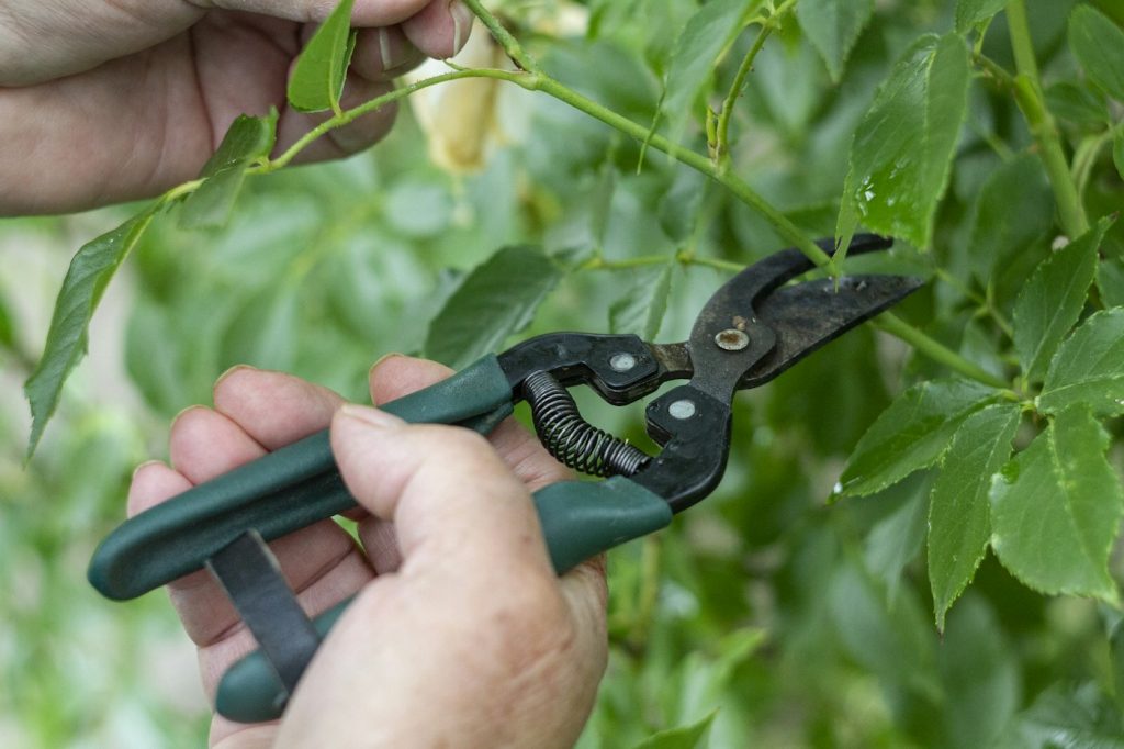 Hand holding bypass pruning shears while trimming a leafy green stem