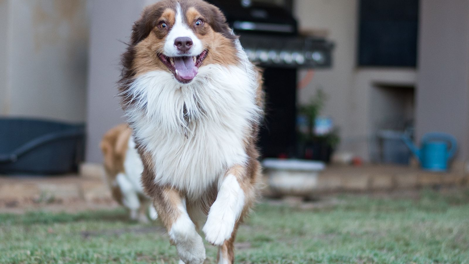 Invisible Lines for Wandering Dogs: GPS, Wireless and Wired Fence Systems