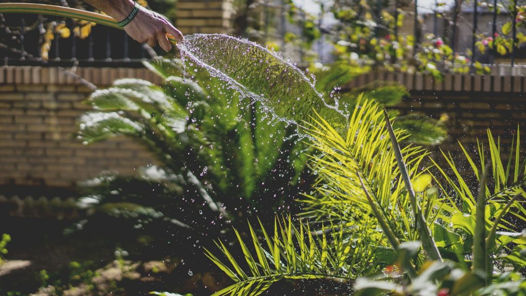 A hand points a garden hose at a bed of palms and ferns, sending a sheet of water across the leaves