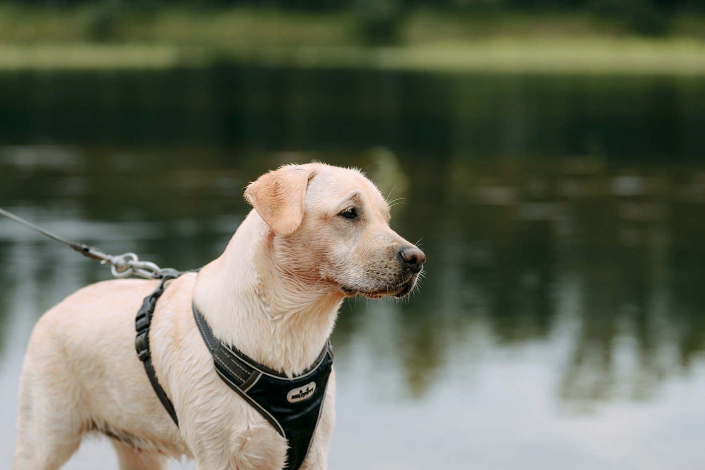 Dog Harnesses for Everyday Walks: Front-Clip, Back-Clip, and How to Get the Fit Right